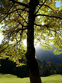 Der Berg-Ahorn - Acer pseudoplatanus