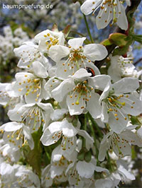 Die Vogel-Kirsche - Prunus avium L.