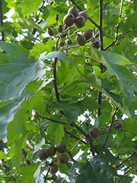 Die Elsbeere - Sorbus torminalis L.