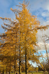 Die Europäische Lärche - Larix decidua