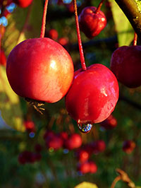 Der Wild-Apfel - Malus sylvestris