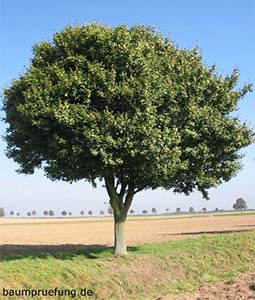 Ein Feld-Ahorn (Acer campestre)