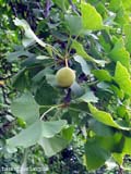 Ginkgo-Frucht