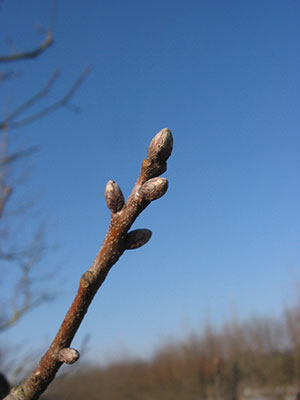 Quercus coccinea 'Splendens'