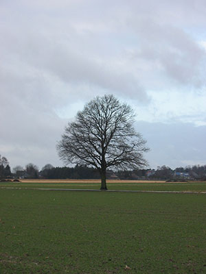 Quercus robur