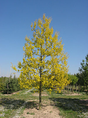 Quercus rubra 'Aurea' 