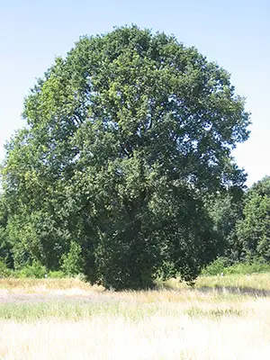 unberührte Eiche