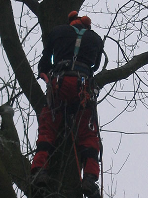 Baumpfleger bei der Arbeit