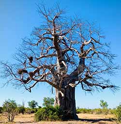 Eindrucksvoller Affenbrotbaum (afrikanisch Baobao)