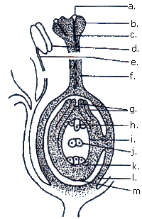 Blütenaufbau