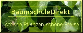 BaumschuleDirekt BaumschuleDirekt