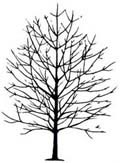 Baum - akrotone Verzweigung