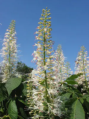 Blüte von Aesculus parviflora