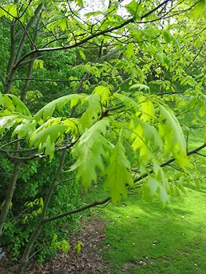 Quercus robur