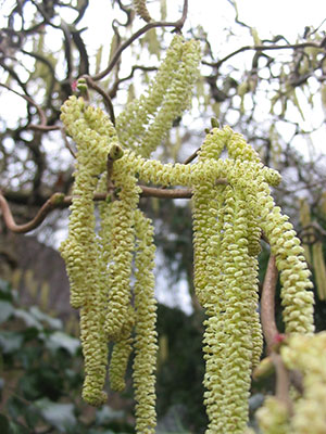 Corylus avellana 'Contorta'