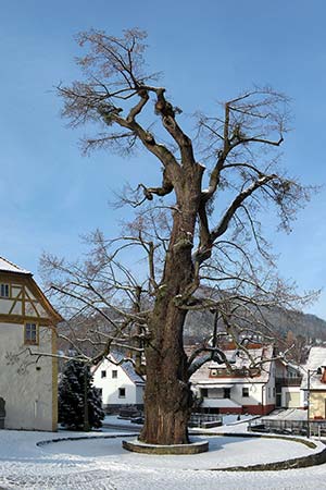 Ein Baum als Dorf-Mittelpunkt, hier eine sogenannte Dorflinde