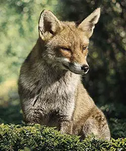 Ein Fuchs