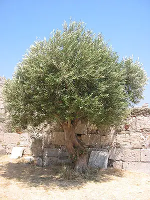Ölbaum