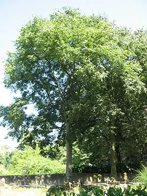 Zürgelbaum