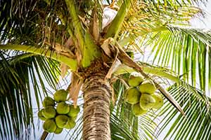 Kokosnüsse an einer Palme