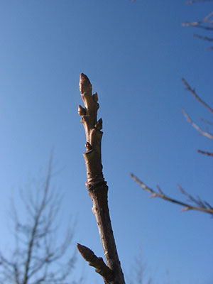 Knospen eines Amberbaum