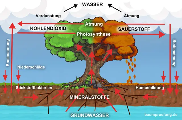 Lebenszyklus