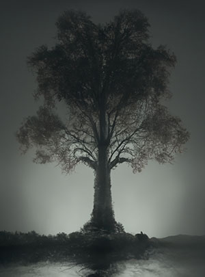 Ein mystischer Baum der einen in seinen Bann zieht
