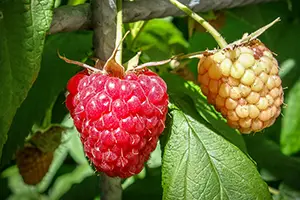 Himbeeren