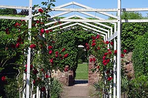 Kletterrosen an einer Pergola