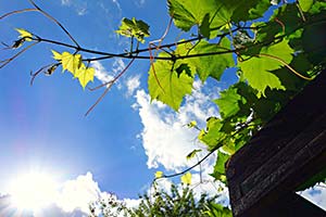 Pflanzen die an einer Pergola hochklettern