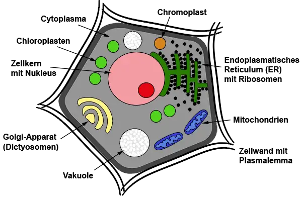 Aufbau einer pflanzlichen Zelle