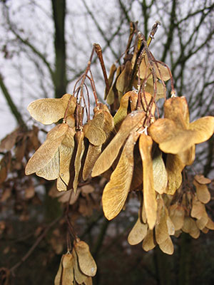 Fruchtflügel Feld-Ahorn