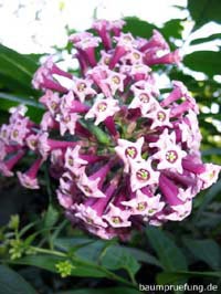 Blüte