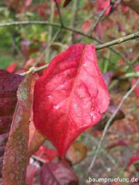 Herbstfärbung