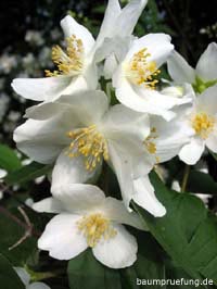 Blüte