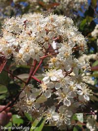 Blüte