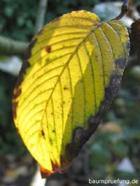 Herbstfärbung