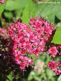 Blüte