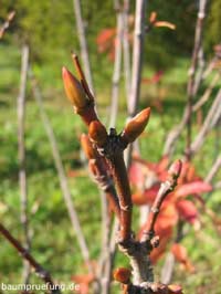 Knospen