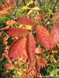 Herbstfärbung