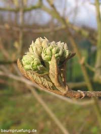 öffnende Knospen