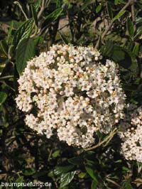 Blüte