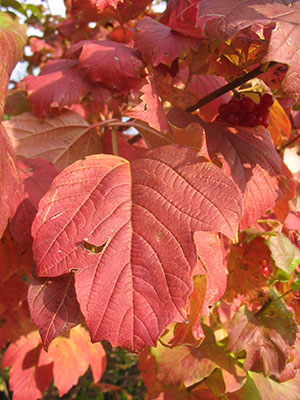 Viburnum opulus - Herbstfärbung