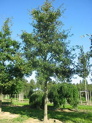 Quercus imbricaria