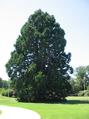 Sequoiadendron giganteum