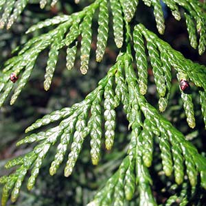 Thuja - der wahre Lebensbaum?