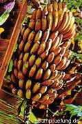 Bananenfruchtstand