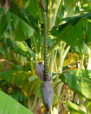 Phasen des Bananen-Wachstums