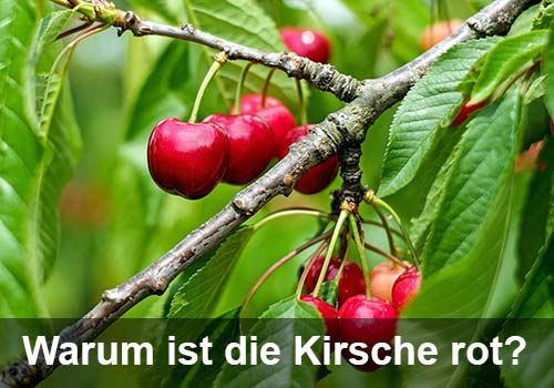 Die Kirsche mit roter Signalfarbe