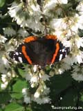 Deutzie - Nektar sammelnder Schmetterling